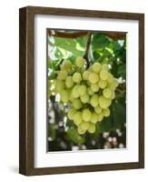 Grapes in San Joaquin Valley, California, United States of America, North America-Yadid Levy-Framed Photographic Print