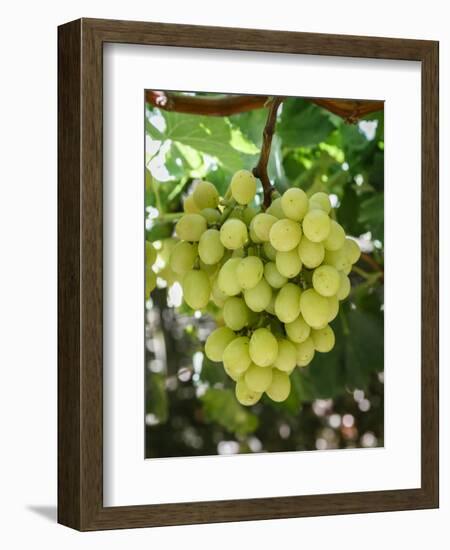 Grapes in San Joaquin Valley, California, United States of America, North America-Yadid Levy-Framed Photographic Print