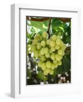 Grapes in San Joaquin Valley, California, United States of America, North America-Yadid Levy-Framed Photographic Print