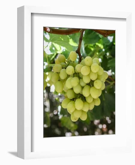 Grapes in San Joaquin Valley, California, United States of America, North America-Yadid Levy-Framed Photographic Print