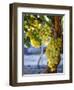 Grapes in San Joaquin Valley, California, United States of America, North America-Yadid Levy-Framed Premium Photographic Print