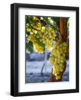 Grapes in San Joaquin Valley, California, United States of America, North America-Yadid Levy-Framed Premium Photographic Print