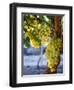 Grapes in San Joaquin Valley, California, United States of America, North America-Yadid Levy-Framed Premium Photographic Print