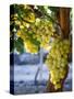 Grapes in San Joaquin Valley, California, United States of America, North America-Yadid Levy-Stretched Canvas