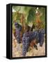 Grapes in Vineyard Near Logrono, Ebro Valley, La Rioja Province, Spain, Europe-Charles Bowman-Framed Stretched Canvas