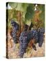 Grapes in Vineyard Near Logrono, Ebro Valley, La Rioja Province, Spain, Europe-Charles Bowman-Stretched Canvas
