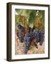 Grapes in Vineyard Near Logrono, Ebro Valley, La Rioja Province, Spain, Europe-Charles Bowman-Framed Photographic Print