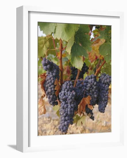 Grapes in Vineyard Near Logrono, Ebro Valley, La Rioja Province, Spain, Europe-Charles Bowman-Framed Photographic Print