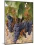 Grapes in Vineyard Near Logrono, Ebro Valley, La Rioja Province, Spain, Europe-Charles Bowman-Mounted Photographic Print