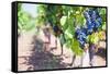 Grapes on a Vine in a Vineyard, Lumbarda, Korcula Island, Dalmatian Coast, Croatia, Europe-Matthew Williams-Ellis-Framed Stretched Canvas