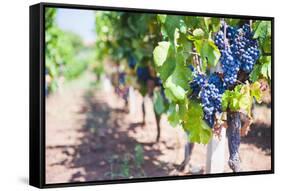 Grapes on a Vine in a Vineyard, Lumbarda, Korcula Island, Dalmatian Coast, Croatia, Europe-Matthew Williams-Ellis-Framed Stretched Canvas