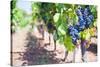 Grapes on a Vine in a Vineyard, Lumbarda, Korcula Island, Dalmatian Coast, Croatia, Europe-Matthew Williams-Ellis-Stretched Canvas