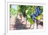 Grapes on a Vine in a Vineyard, Lumbarda, Korcula Island, Dalmatian Coast, Croatia, Europe-Matthew Williams-Ellis-Framed Photographic Print
