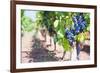 Grapes on a Vine in a Vineyard, Lumbarda, Korcula Island, Dalmatian Coast, Croatia, Europe-Matthew Williams-Ellis-Framed Photographic Print