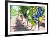 Grapes on a Vine in a Vineyard, Lumbarda, Korcula Island, Dalmatian Coast, Croatia, Europe-Matthew Williams-Ellis-Framed Photographic Print