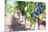 Grapes on a Vine in a Vineyard, Lumbarda, Korcula Island, Dalmatian Coast, Croatia, Europe-Matthew Williams-Ellis-Mounted Photographic Print