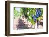 Grapes on a Vine in a Vineyard, Lumbarda, Korcula Island, Dalmatian Coast, Croatia, Europe-Matthew Williams-Ellis-Framed Photographic Print