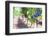 Grapes on a Vine in a Vineyard, Lumbarda, Korcula Island, Dalmatian Coast, Croatia, Europe-Matthew Williams-Ellis-Framed Photographic Print