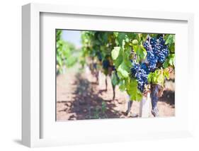 Grapes on a Vine in a Vineyard, Lumbarda, Korcula Island, Dalmatian Coast, Croatia, Europe-Matthew Williams-Ellis-Framed Photographic Print