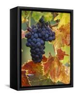 Grapes on a Vine-Merrill Images-Framed Stretched Canvas