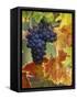 Grapes on a Vine-Merrill Images-Framed Stretched Canvas