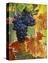 Grapes on a Vine-Merrill Images-Stretched Canvas