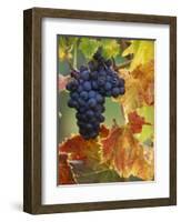 Grapes on a Vine-Merrill Images-Framed Photographic Print