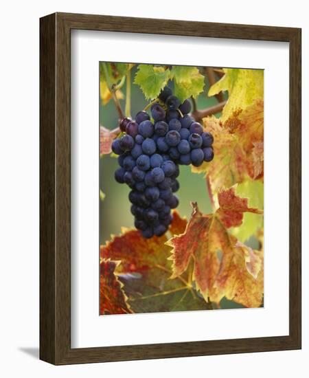 Grapes on a Vine-Merrill Images-Framed Photographic Print