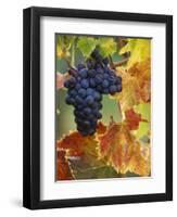 Grapes on a Vine-Merrill Images-Framed Photographic Print