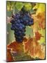 Grapes on a Vine-Merrill Images-Mounted Photographic Print