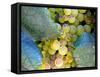 Grapes on California's Central Coast-Ian Shive-Framed Stretched Canvas