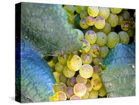 Grapes on California's Central Coast-Ian Shive-Stretched Canvas