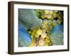 Grapes on California's Central Coast-Ian Shive-Framed Photographic Print