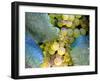 Grapes on California's Central Coast-Ian Shive-Framed Photographic Print