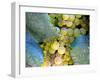 Grapes on California's Central Coast-Ian Shive-Framed Photographic Print