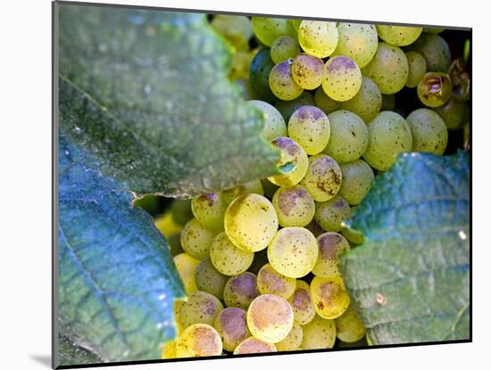 Grapes on California's Central Coast-Ian Shive-Mounted Photographic Print