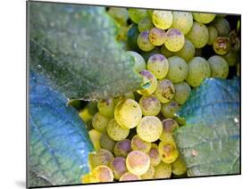Grapes on California's Central Coast-Ian Shive-Mounted Photographic Print