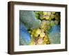 Grapes on California's Central Coast-Ian Shive-Framed Photographic Print