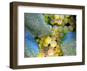 Grapes on California's Central Coast-Ian Shive-Framed Photographic Print