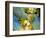 Grapes on California's Central Coast-Ian Shive-Framed Photographic Print