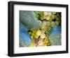 Grapes on California's Central Coast-Ian Shive-Framed Photographic Print