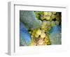 Grapes on California's Central Coast-Ian Shive-Framed Photographic Print