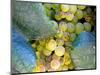 Grapes on California's Central Coast-Ian Shive-Mounted Photographic Print