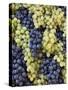 Grapes on Parade Float, Chianti Grape Harvest Festival in Impruneta, Italy-Adam Jones-Stretched Canvas