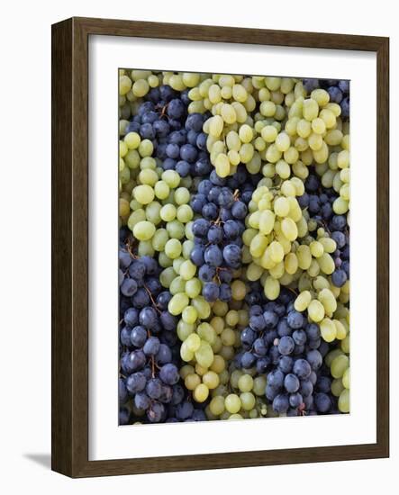 Grapes on Parade Float, Chianti Grape Harvest Festival in Impruneta, Italy-Adam Jones-Framed Photographic Print