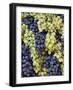 Grapes on Parade Float, Chianti Grape Harvest Festival in Impruneta, Italy-Adam Jones-Framed Photographic Print