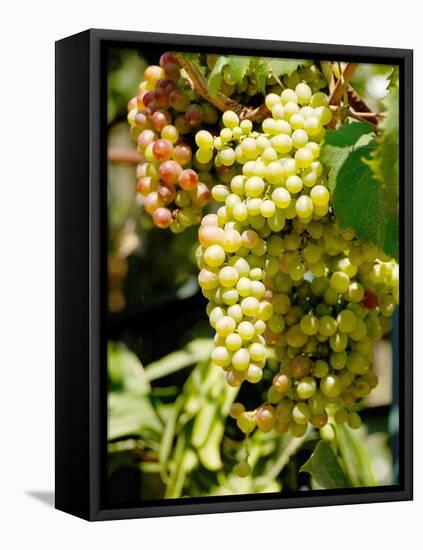 Grapes on the Vine, Himara, Republic of Albania-Prisma-Framed Stretched Canvas
