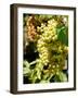 Grapes on the Vine, Himara, Republic of Albania-Prisma-Framed Photographic Print