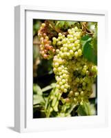 Grapes on the Vine, Himara, Republic of Albania-Prisma-Framed Photographic Print