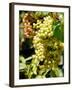 Grapes on the Vine, Himara, Republic of Albania-Prisma-Framed Photographic Print